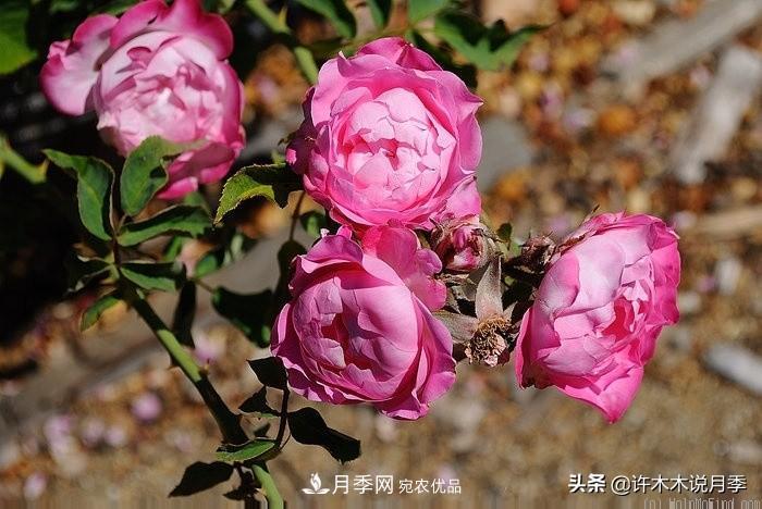 25個(gè)豐花濃香的波旁月季。擁有中國血統(tǒng)，不僅抗病還能做花墻(圖36)