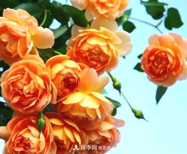 3種“***香月季花”，個(gè)個(gè)香氣四溢、驚艷四座，年年開花(圖1)