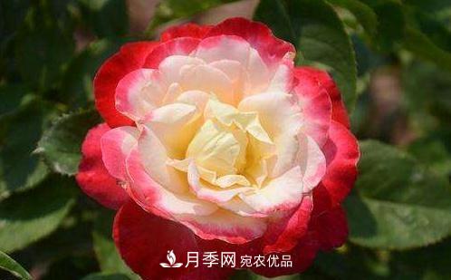 3種“***香月季花”，個(gè)個(gè)香氣四溢、驚艷四座，年年開花(圖2)