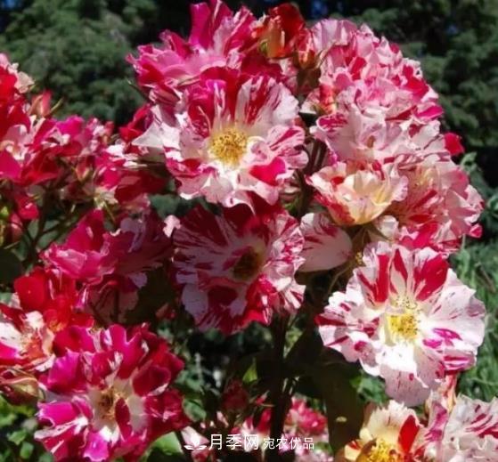 3種“***香月季花”，個(gè)個(gè)香氣四溢、驚艷四座，年年開花(圖4)