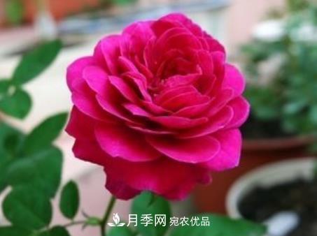 3種“***香月季花”，個(gè)個(gè)香氣四溢、驚艷四座，年年開花(圖3)