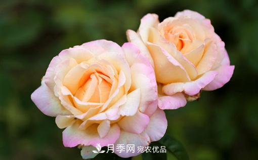 月季如何繁殖？休眠期的花卉怎么保護？(圖1)