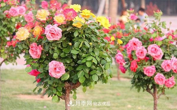 鄭州月季樹患有霜霉病要怎樣治療呢？(圖1)