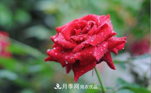 你知道怎么解決大花月季葉子發(fā)黃的問題嗎？(圖1)