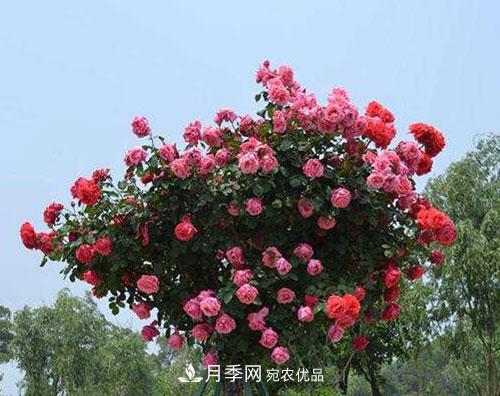 送給新手的月季樹(shù)種植方法，希望可以幫到植物“殺手”的你(圖1)