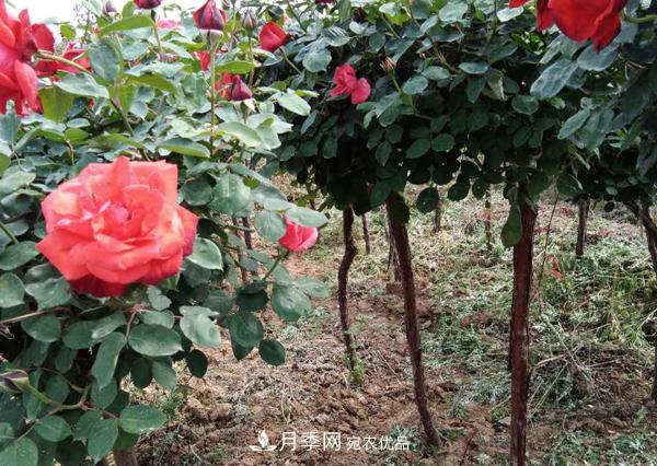 安徽月季樹(shù)無(wú)根砧木嫁接該怎么做？(圖1)