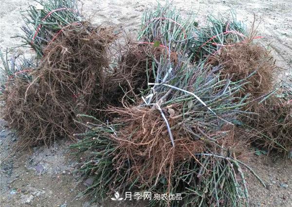 南陽(yáng)月季裸根苗批發(fā)，品種齊全(圖2)