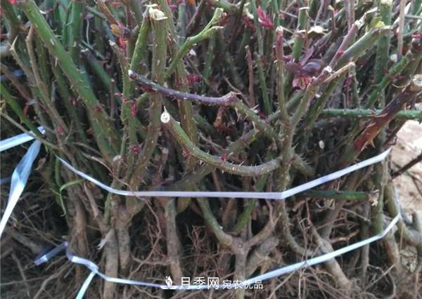 南陽(yáng)月季裸根苗批發(fā)，品種齊全(圖3)
