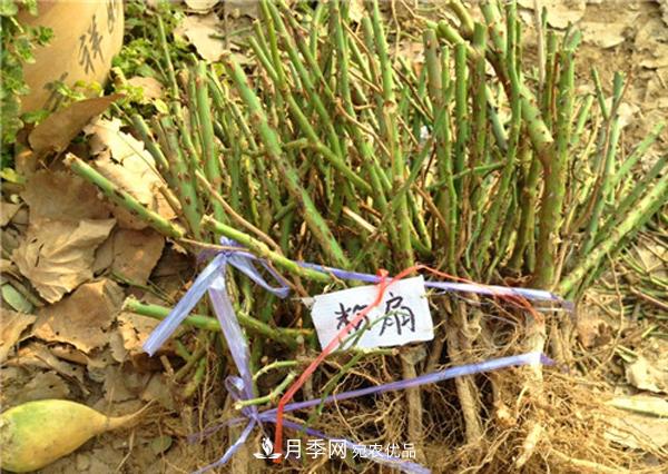 冬季***佳入苗期，提高月季裸根苗成活率6大絕招(圖2)