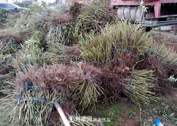 冬季***佳入苗期，提高月季裸根苗成活率6大絕招(圖4)