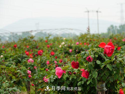 內(nèi)鄉(xiāng)縣月季發(fā)展迅猛，特色產(chǎn)業(yè)助力脫貧增收(圖1)