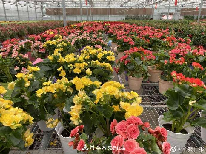 甘肅山里的鮮花基地，讓農(nóng)民顧家掙錢兩不誤(圖3)