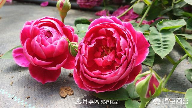 月季白粉病，用稀釋的白酒噴灑可以治愈嗎？(圖1)