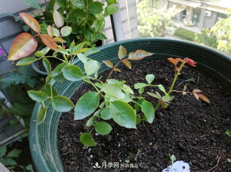 月季返老還童正當時，養(yǎng)護行動起來，爆花指日可待(圖7)