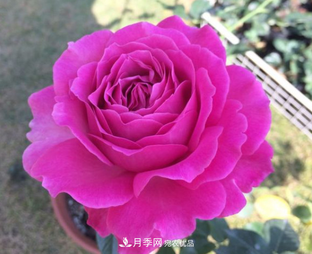 10款濃香月季，開花比香水還好聞，從春一直開到秋！(圖9)