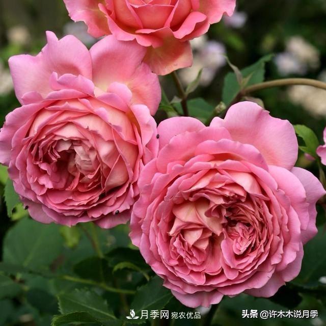 月季垂頭怎么辦？枝條柔軟不直立怎么回事，教你一招搞定(圖2)