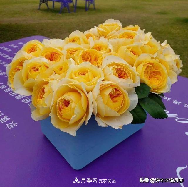 月季垂頭怎么辦？枝條柔軟不直立怎么回事，教你一招搞定(圖1)