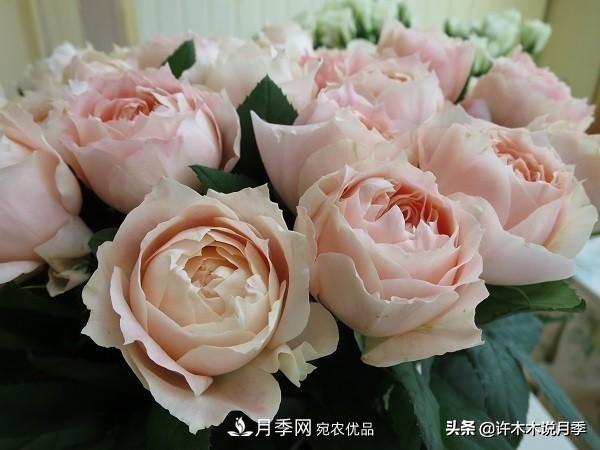 月季垂頭怎么辦？枝條柔軟不直立怎么回事，教你一招搞定(圖5)