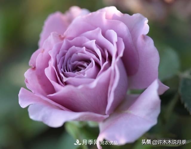 月季垂頭怎么辦？枝條柔軟不直立怎么回事，教你一招搞定(圖4)