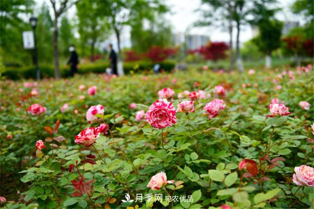 月季薊馬如何防治？黑斑病如何防治？(圖1)