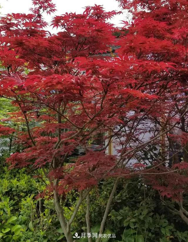 什么紅楓一年四季都紅？(圖1)