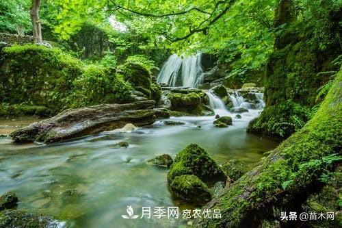 秋季苗木起出后沒(méi)及時(shí)栽植怎么辦，教你幾招(圖2)