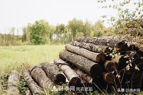 秋季苗木起出后沒(méi)及時(shí)栽植怎么辦，教你幾招(圖1)