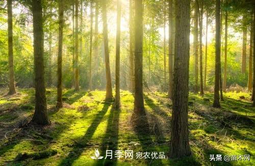 秋季苗木起出后沒(méi)及時(shí)栽植怎么辦，教你幾招(圖3)