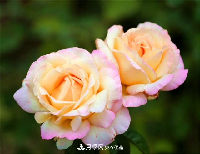 秋天陽臺養(yǎng)月季，3個(gè)養(yǎng)護(hù)要點(diǎn)要掌握，開花又大又艷麗(圖4)