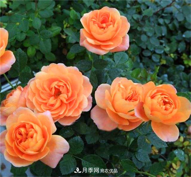 秋天陽臺養(yǎng)月季，3個(gè)養(yǎng)護(hù)要點(diǎn)要掌握，開花又大又艷麗(圖3)