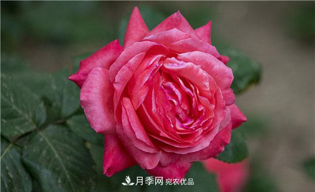 月季花開吐芬芳，南陽月季大美景(圖庫)(圖1)