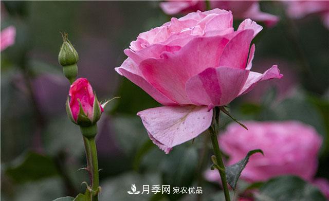 月季花開吐芬芳，南陽月季大美景(圖庫)(圖2)