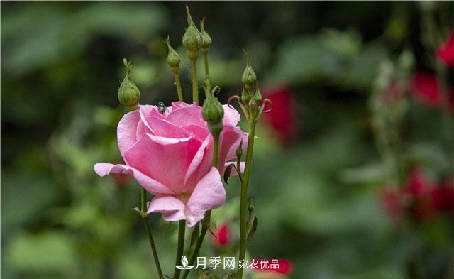 月季花開吐芬芳，南陽月季大美景(圖庫)(圖7)