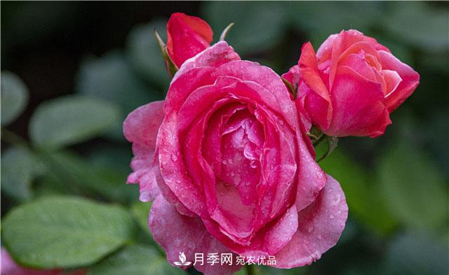 月季花開吐芬芳，南陽月季大美景(圖庫)(圖4)
