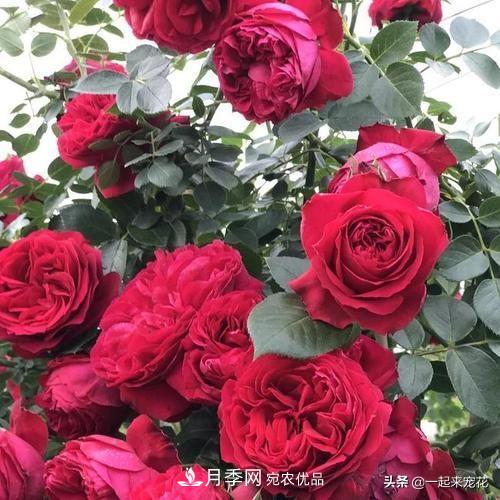 10款紅色系月季推薦，款款驚艷(圖7)
