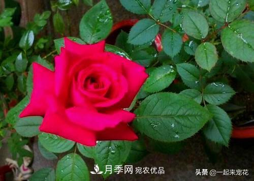 10款紅色系月季推薦，款款驚艷(圖10)