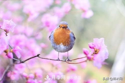 南陽苗木人做好準(zhǔn)備，苗木旺季的腳步正在到來(圖1)