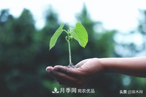 南陽苗木人做好準(zhǔn)備，苗木旺季的腳步正在到來(圖4)