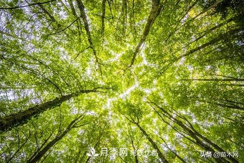 南陽苗木人做好準(zhǔn)備，苗木旺季的腳步正在到來(圖2)