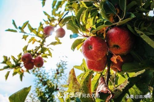 南陽苗木人做好準(zhǔn)備，苗木旺季的腳步正在到來(圖5)