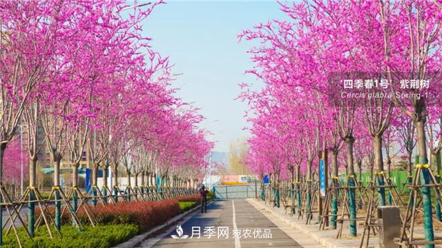 苗木產(chǎn)品的價格、價值和供需——三角關(guān)系之動態(tài)平衡(圖1)