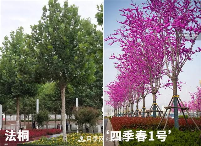 苗木產(chǎn)品的價格、價值和供需——三角關(guān)系之動態(tài)平衡(圖2)
