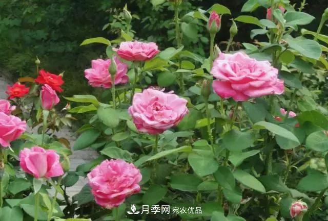 月季***怕“三種”水，避開不黃葉爛根，清香宜人一整年(圖2)