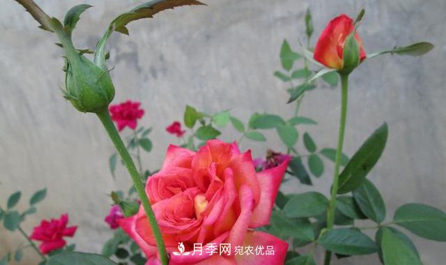 月季***怕“三種”水，避開不黃葉爛根，清香宜人一整年(圖3)