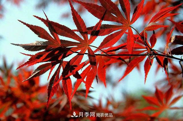 這些5種高端苗木向來就是“搶手貨”，你知道幾個？(圖5)