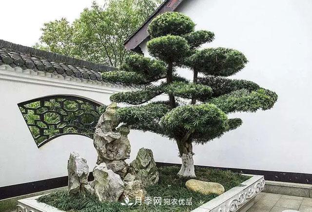 這些5種高端苗木向來就是“搶手貨”，你知道幾個？(圖2)