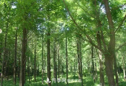 這些5種高端苗木向來就是“搶手貨”，你知道幾個？(圖4)