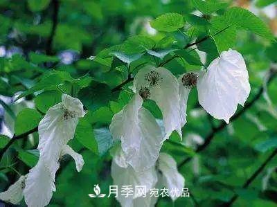這些5種高端苗木向來就是“搶手貨”，你知道幾個？(圖6)