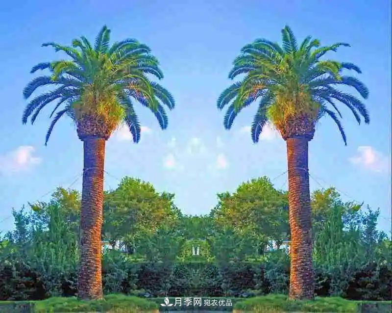 這些5種高端苗木向來就是“搶手貨”，你知道幾個？(圖3)