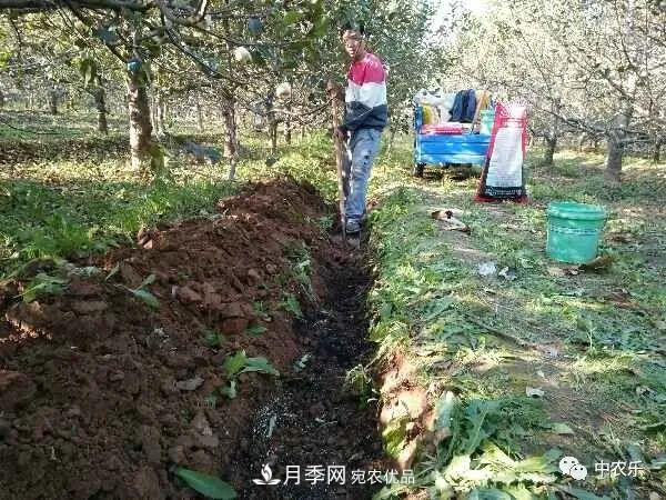 果園秋施基肥和明年花前施基肥有什么區(qū)別？(圖1)